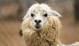 草泥玛视频,网络热梗背后的文化现象解析