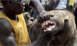 人狗交视频,温馨治愈的友谊瞬间